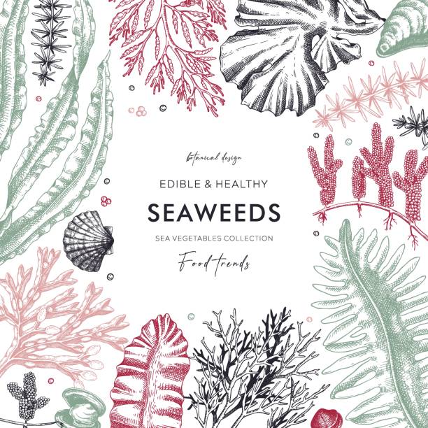 Seaweed frame design Seaweed vector card or invitation design. Edible algae vintage frame with golden kelp, wakame, kombu, hijiki, Irish moss drawings in sketch style. Underwater plant botanical illustration in color cut weed stock illustrations