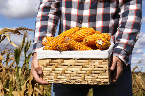 Man holding wicker basket with delicious ripe corn cobs in field, closeup