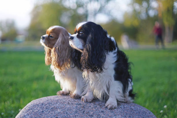 tricolor y blenheim cavalier king charles spaniel perros posando al aire libre sentados juntos en una gran piedra en un parque en otoño - cavalier king charles spaniel fotografías e imágenes de stock