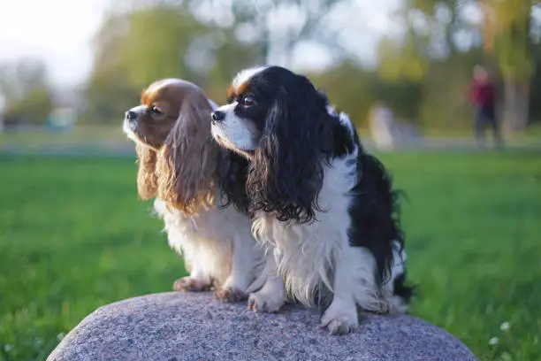 Tricolor and blenheim Cavalier King Charles Spaniel dogs posing outdoors sitting together on a big stone in a park in autumn