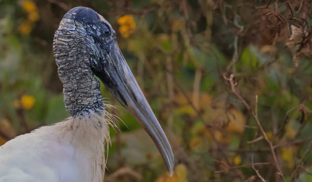 istock Wood Stork Close-up of Head 1488471402