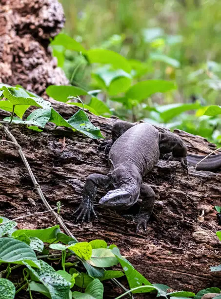 Photo of A monitor lizard creeping in a jungle woods
