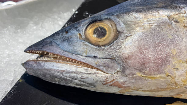 istock fresh fish in the supermarket 1488473623