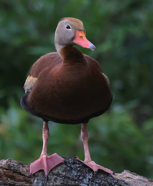 istock Black Bellied Whistling Duck Perched in Tree Looking at Camera 1488474883