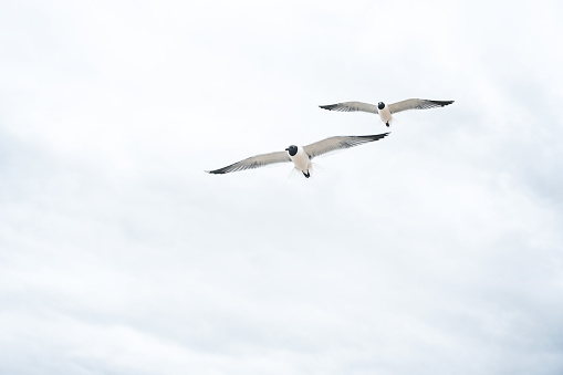 This is a photograph of a seagull flying in the blue sky with some clouds.