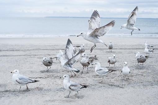 Yellow-legged gull in the foreground