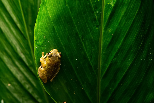 Small Peron’s Tree Frog climbing on a Grevillea tree