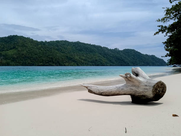 istock A piece of wood on the beach 1488475593