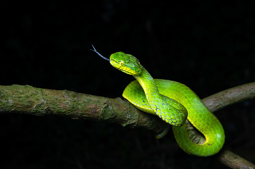 A Large scaled pit viper on branch of tree beautifully capture in one of the jungle in south india at night