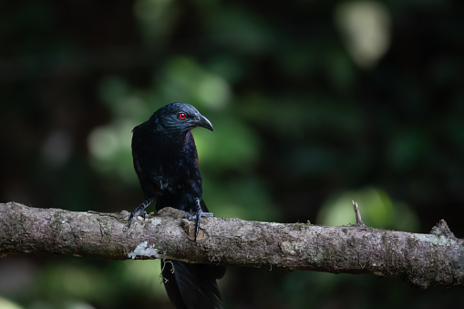 greater coucal on a tree branch