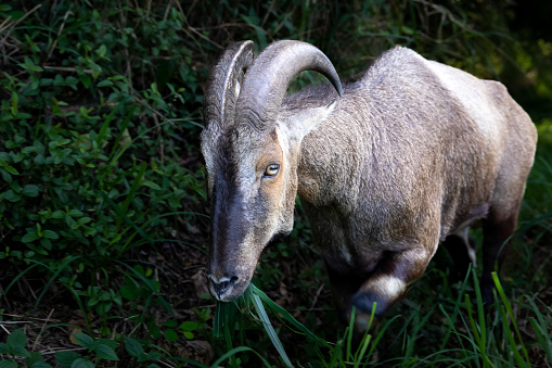 A nilgiri thar on road side of the western ghats in kerala in south india