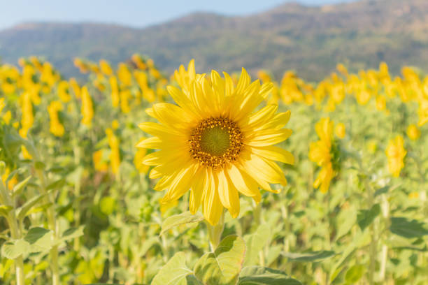 Yellow Sunflower blooming field natural background