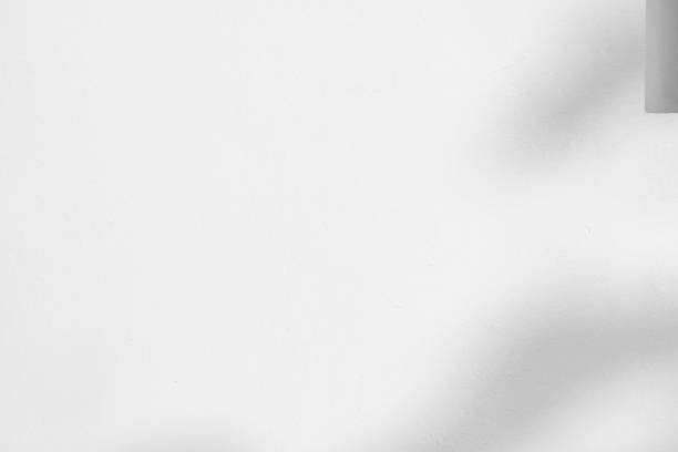 istock Abstract natural tree leaves shadow on white wall background 1488477081