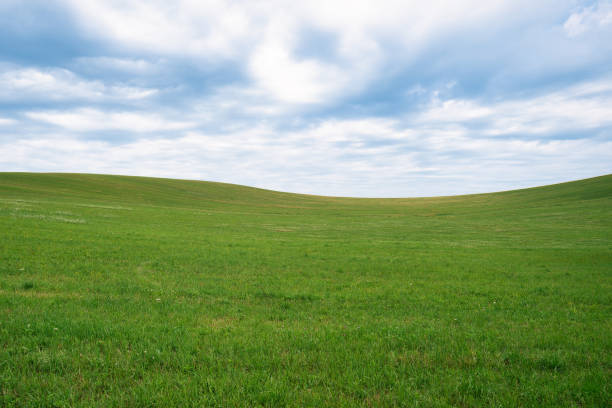 Green pasture in front of blue cloudy sky.