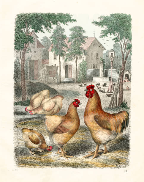 Color plate from “Das Buch Der Welt” 1857