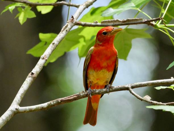 istock Male summer tanager 1488481056