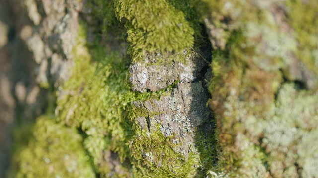 Birch trunk covered with moss and lichens. Lichen islandicus. Extreme close up.