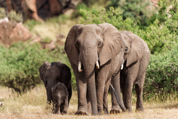 istock Elephant herd walking in Mashatu Game Reserve 1488483507