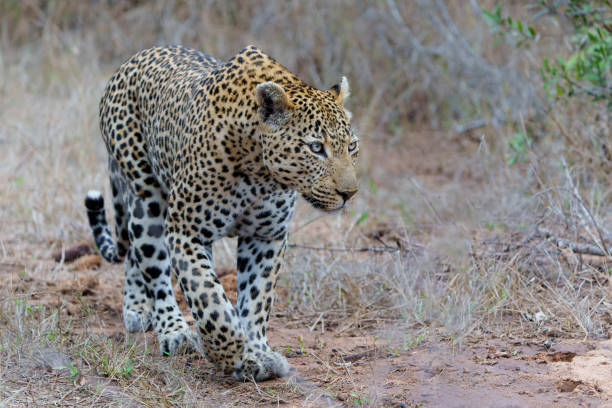 istock Leopard male in Sabi Sands Game Reserve 1488483509