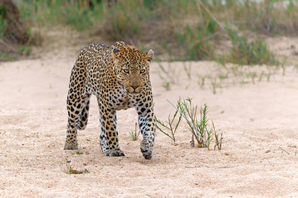 istock Leopard male in Sabi Sands Game Reserve 1488483511