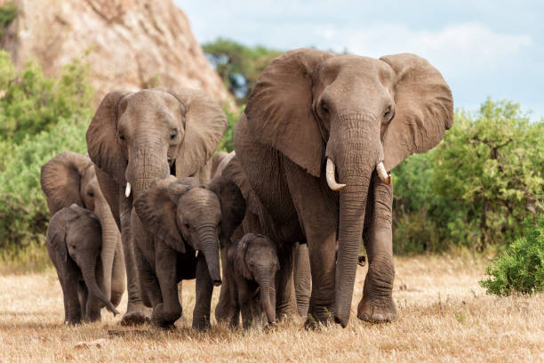 стадо слонов, гуляя в заповеднике машату - mashatu game reserve стоковые фото и изображения