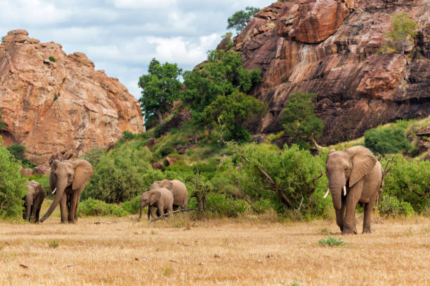 стадо слонов, гуляя в заповеднике машату - mashatu game reserve стоковые фото и изображени�я