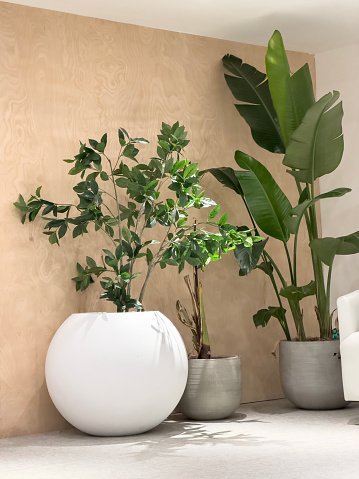 House plants as a home decor