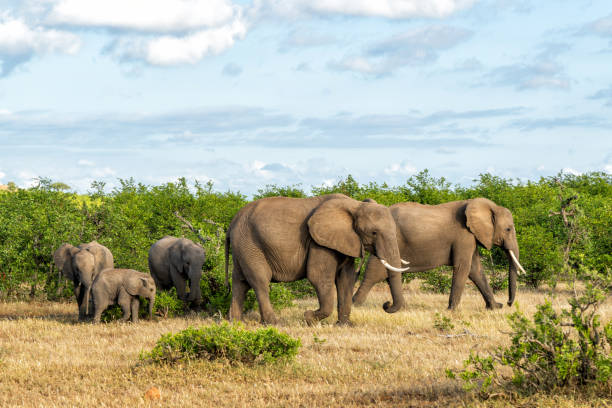 mandria di elefanti che cammina nella riserva di caccia di mashatu - mashatu game reserve foto e immagini stock