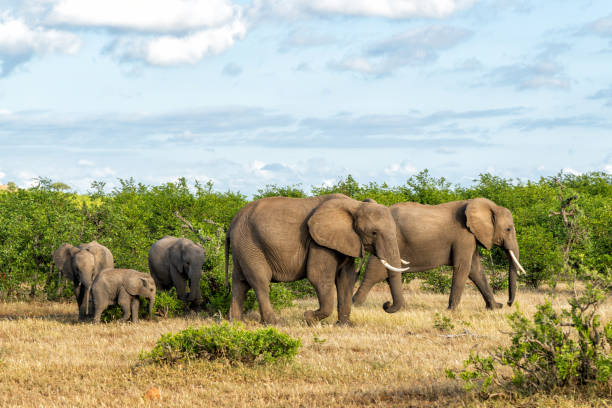 стадо слонов, гуляя в заповеднике машату - mashatu game reserve стоковые фото и изображения