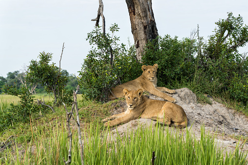 Lion (Panthera leo) cub resting. These lion cubs are resting on the plains in the Okavango Delta in Botswana