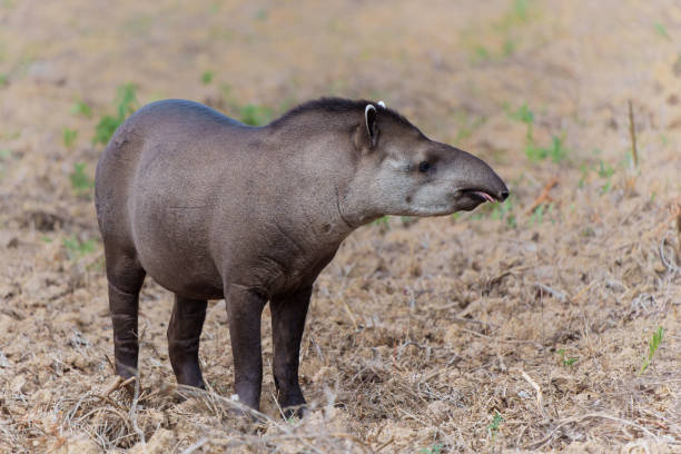 tapir in the North Pantanal wetlands in Brazil stock photo