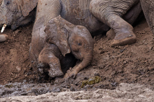 Elephant baby resting in the riverbed in Mashatu Game Reserve in the Tuli Block in Botswana.
