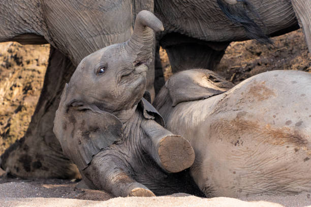 istock Elephant baby in Mashatu Game Reserve 1488484257