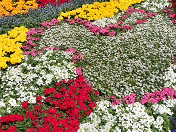 istock colorful flower bed 1488484963