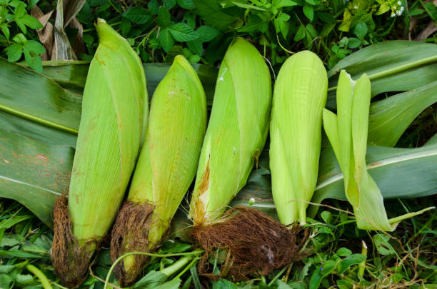 istock Freshly picked fresh corn and lined up on the ground 1488489769