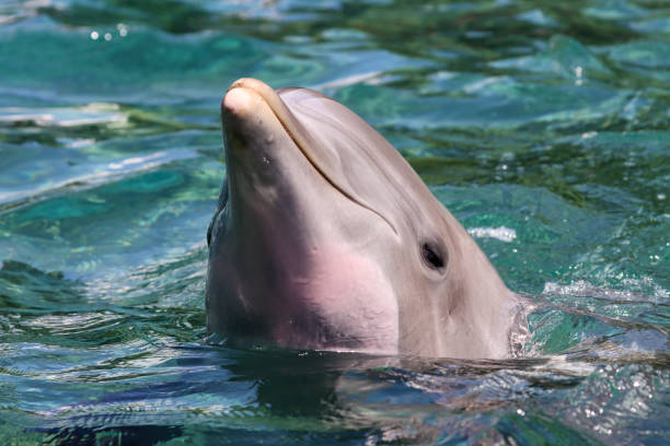 istock Bottle-nosed Dolphin with Head out of Water 1488491107