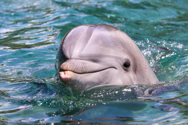 istock Dolphin Close-up Head out of Water 1488491358