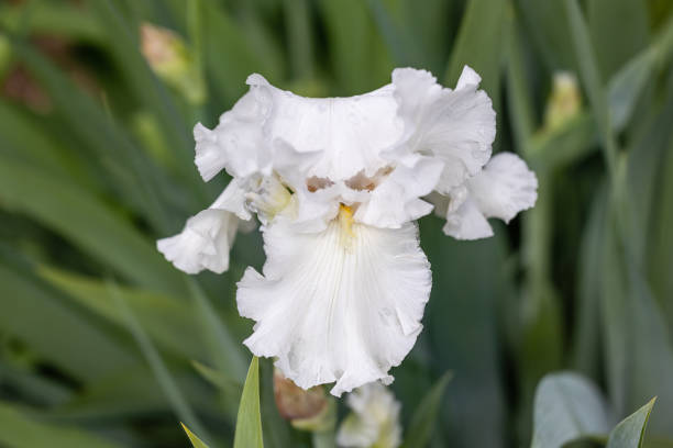 istock Iris Lilium Sheheradzad flower cultivated in a garden 1488497462