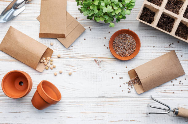istock Gardening concept, planting at home 1488497628