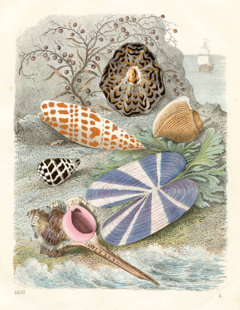 Sea snails: tweed murex, black and white cone, episcopal miter, true conch, snail patella, razor clam color plate illustration 1857