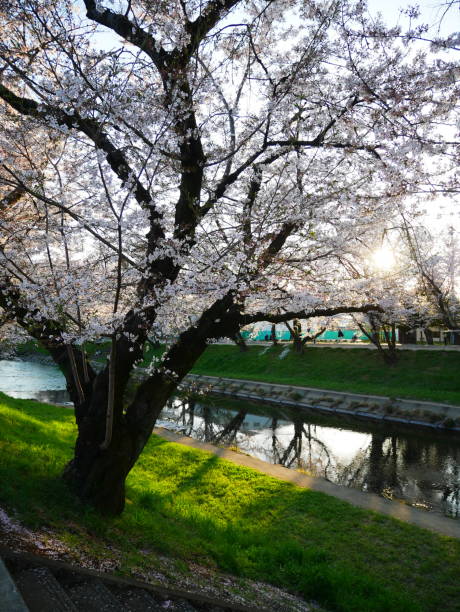 istock April 4, 2022 Scenery with cherry blossoms in Japan 1488498478