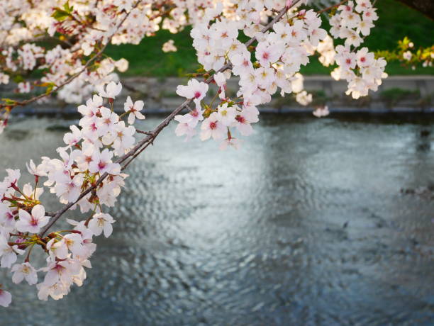 istock April 4, 2022 Scenery with cherry blossoms in Japan 1488498592