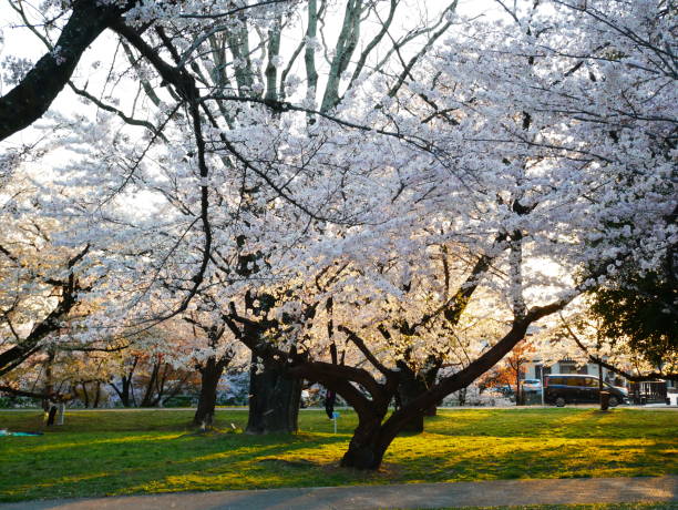 istock April 4, 2022 Scenery with cherry blossoms in Japan 1488499450