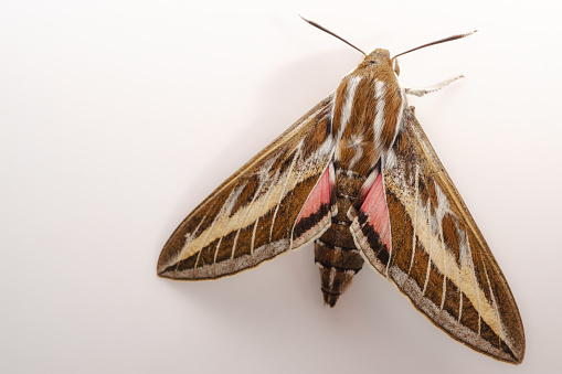 closeup of a Hyles livornica moth isolated on white background and copy space