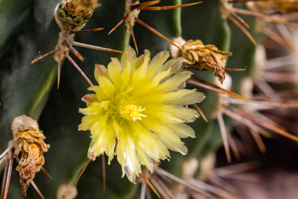 istock Cactus Ferocactus echidne flower in a garden 1488499953