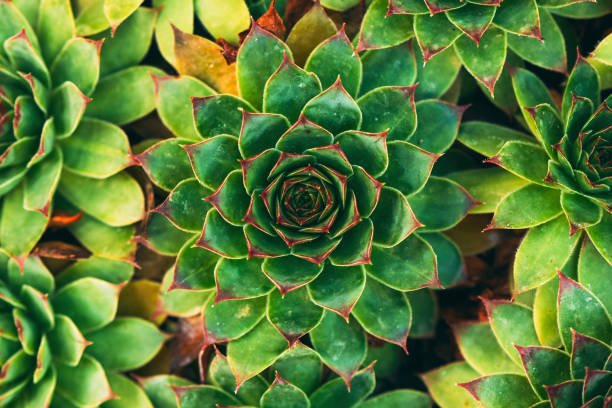 istock Common houseleek or sempervivum tectorum is also known as healing blade 1488502016