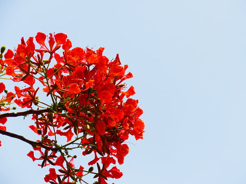Royal poinciana or Delonix regia flower background for design element.