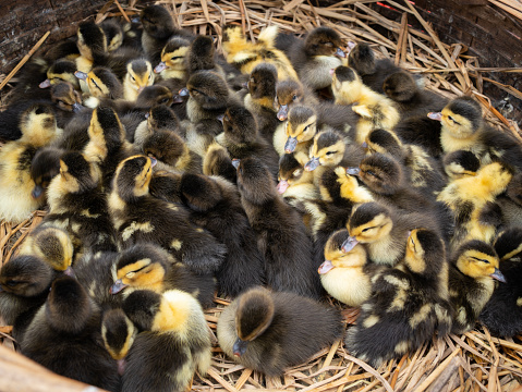 duck breeding, young ducks