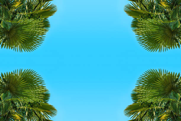 Blue summer sky as copy space surrounded by lush green palm tree leaves in corners as design element background, low angle view