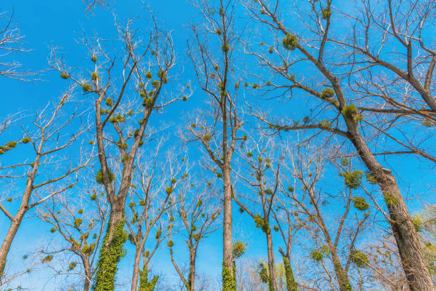 Witch's broom is a tree deformity, dense mass of shoots grows from a single point, with the resulting structure resembling a broom. Selective focus.